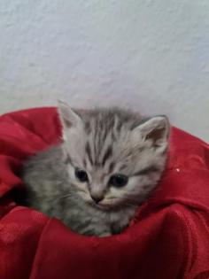Süße Britisch Kurzhaar Kitten