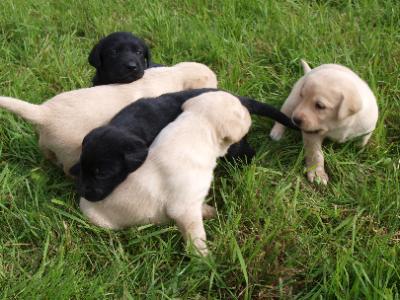 VDH/VK FCI Labrador welpen mit papiere