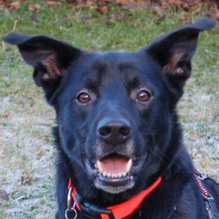 BLACK CONAN - Mischling, männlich, 4 Jahre, 60 cm, 30 kg, Gechipt, Kastriert