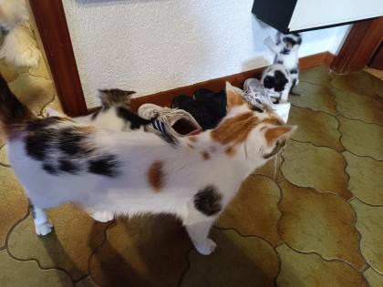 Katzenbabys abzugeben