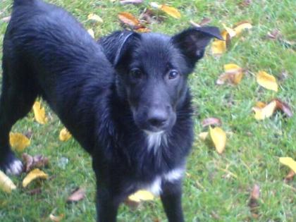 Kleines Labrador-Mix-Mädel