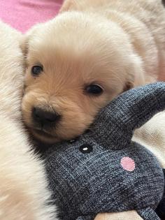 Golden Retriever Welpen