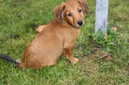 Wunderschönen Dackel-Terrier Mix zu verkaufen