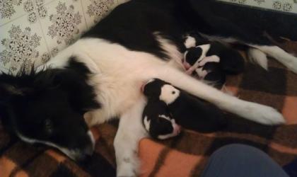 Super süße Border Collies