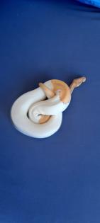 1. 0 Banana Piebald DNZ 2022