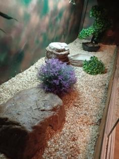 Königspython 1. 0 Butter/Spider mit großem Terrarium samt Ausstattung und zubehör