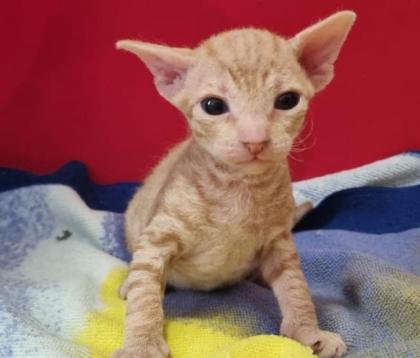 Süße Sphinx kitten