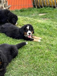 Berner Sennenhund Welpen suchen noch ein Zuhause