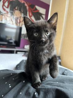 BKH/EKH Mix Kitten suchen ein zuhause