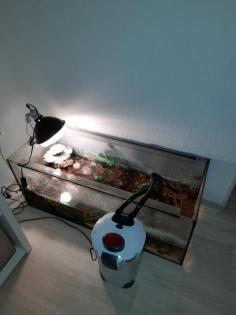 2 wasserschildkröte schlangenhalsschildkröten