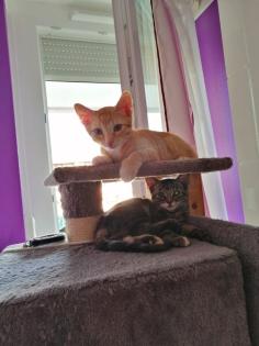 2 Katzenbabys, 12 Wochen, Weibchen und Junge