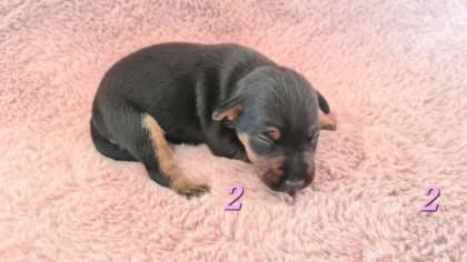 Jagdterrier Patterdaleterrier Welpen