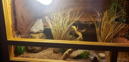 2 Geckos mit Terrarium und Unterschrank