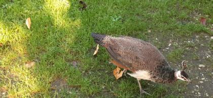Junger Pfau zu verkaufen