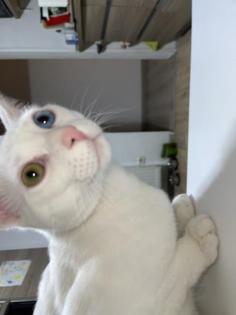 Deckkater 2 verschiedene augebfarben