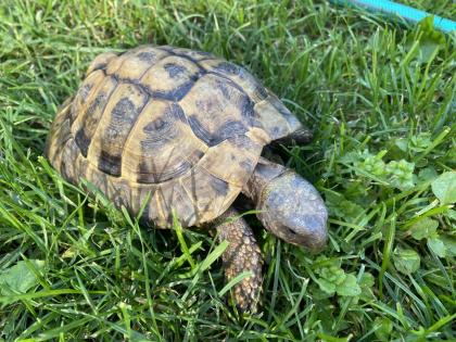Verkaufe 2 griechische Landschildkröten, männlich