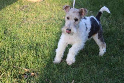 Drahthaar Foxterrier Welpe. Hündin.