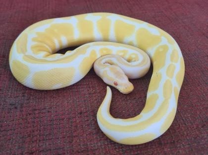 Königspython Albino 0. 1