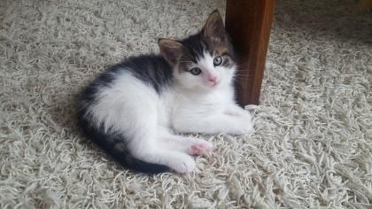 Maine-Coon/Perser/ Hauskatze