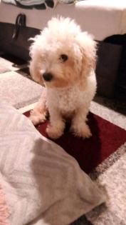 Rüde Mischling Bischon Frise und Shih Tzu