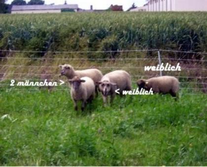 4 Schaflämmer