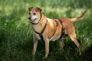HALLE - weiblich 7 Jahre 38 cm 13. 5 kg Pinscher-Mix Gechipt Kastriert