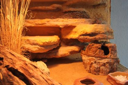 Wunderschönes Terrarium für Geckos mit Zubehör