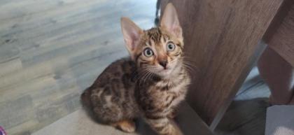 Bengalkitten zu verkaufen