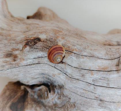 Gefleckte Weinbergschnecken Babys Cornu aspersum