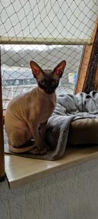 Sphynx Dame sucht neues Zuhause