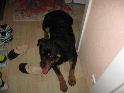 Verschmuster 10 Monate alter Rottweilerwelpe