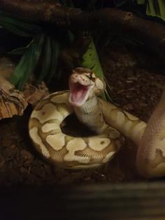 Terrarium Schlange