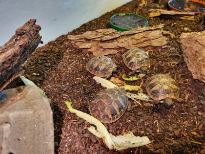 Griechische Landschildkröten Testudo hermanni