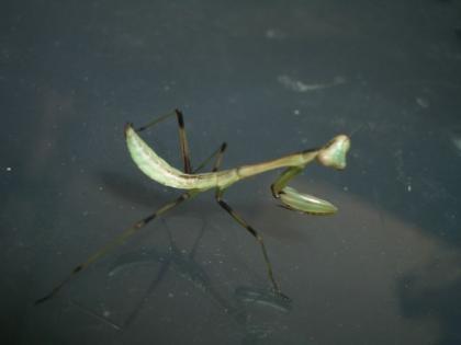 Biete Hierodula membranacea / Indische Riesengottesanbeterin L2 / L3