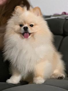 Pomeranian beide für 1500 Euro nur heute