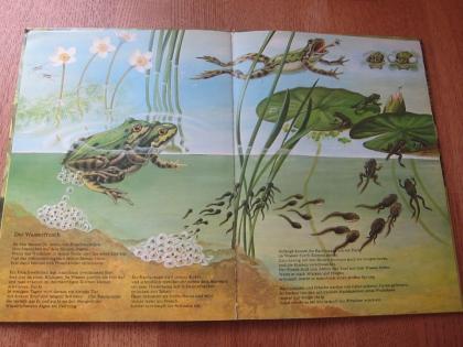 Tolles Tierbuch Wie kleine Tiere groß werden