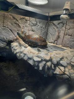 Wasserschildkröte