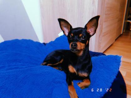 Russkiy Toy Terrier Mädchen Welpe