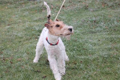 Drahthaar Foxterrier Rüde 6 Monate mit Zubehör.