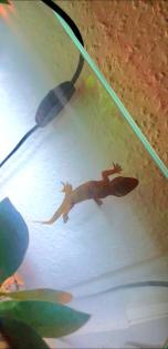 3 Blattzehengeckos komplett ausgestattetes Terrarium