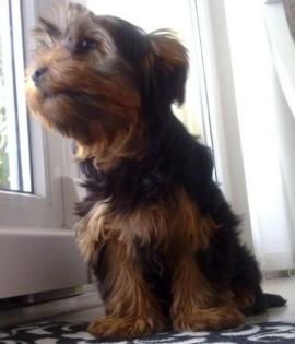 Yorkshir Terrier