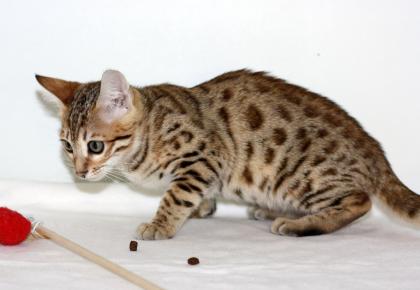 Bengal katzchen mit papiere