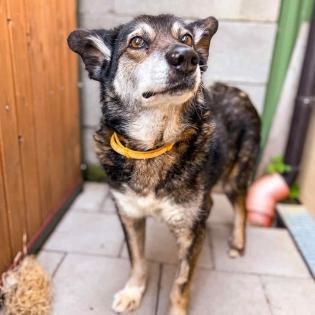 Renegade. super braver, aktiver Hundemann