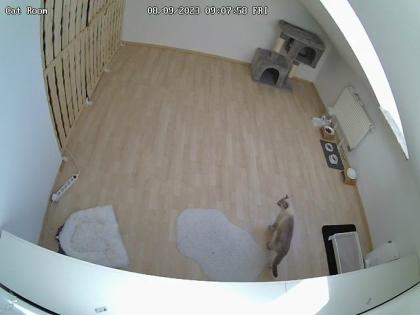 BKH Deckkater mit Stammbaum Videoüberwacht