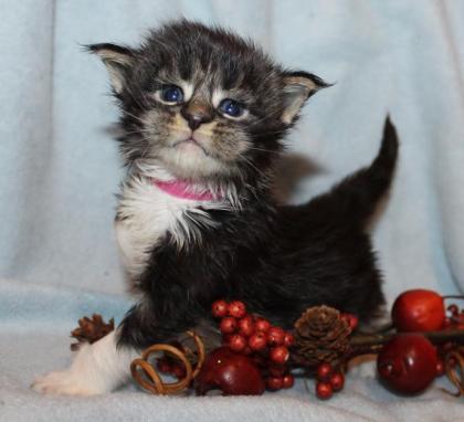Maine Coon mit Stammbaum