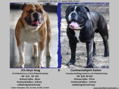 Continental Bulldog Welpen FCI