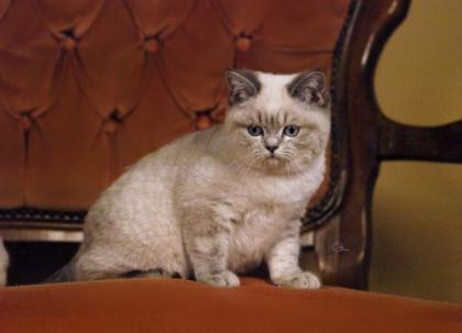 BKH-zuckersüßer Herzensbrecher in blue-tabby-point in allerbeste Hände abzuge