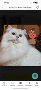BLH Kitten ab der 12 Woche