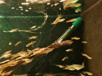 Endler Guppy