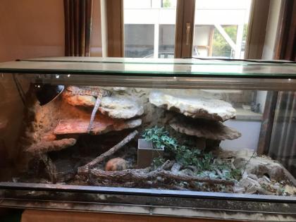 Kornnatter inclusive Terrarium